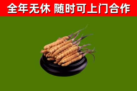 渭南回收散虫草