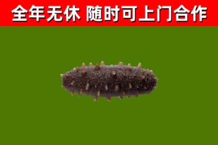 渭南回收海参干